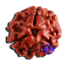 Load image into Gallery viewer, 3 Mukhi Rudraksha from Nepal - Bead No. 311
