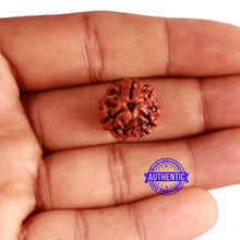Load image into Gallery viewer, 3 Mukhi Rudraksha from Nepal - Bead No. 311