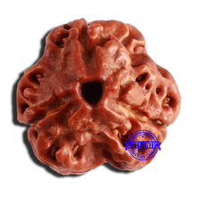 Load image into Gallery viewer, 3 Mukhi Rudraksha from Nepal - Bead No. 313