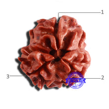 Load image into Gallery viewer, 3 Mukhi Rudraksha from Nepal - Bead No. 314