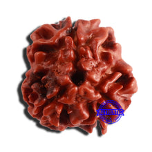 Load image into Gallery viewer, 3 Mukhi Rudraksha from Nepal - Bead No. 314