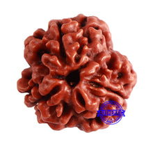 Load image into Gallery viewer, 3 Mukhi Rudraksha from Nepal - Bead No. 315