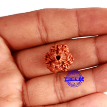 Load image into Gallery viewer, 3 Mukhi Rudraksha from Nepal - Bead No. 316