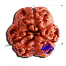 Load image into Gallery viewer, 3 Mukhi Rudraksha from Nepal - Bead No. 317