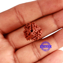 Load image into Gallery viewer, 3 Mukhi Rudraksha from Nepal - Bead No. 318