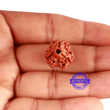 Load image into Gallery viewer, 3 Mukhi Rudraksha from Nepal - Bead No. 317