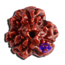 Load image into Gallery viewer, 3 Mukhi Rudraksha from Nepal - Bead No. 319