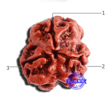 Load image into Gallery viewer, 3 Mukhi Rudraksha from Nepal - Bead No. 320
