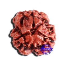 Load image into Gallery viewer, 3 Mukhi Rudraksha from Nepal - Bead No. 320