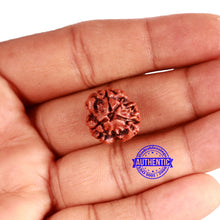 Load image into Gallery viewer, 3 Mukhi Rudraksha from Nepal - Bead No. 320