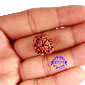 3 Mukhi Rudraksha from Nepal - Bead No. 320