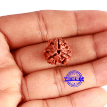 Load image into Gallery viewer, 3 Mukhi Rudraksha from Nepal - Bead No. 321