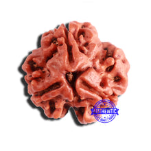 Load image into Gallery viewer, 3 Mukhi Rudraksha from Nepal - Bead No. 322