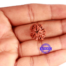 Load image into Gallery viewer, 3 Mukhi Rudraksha from Nepal - Bead No. 322