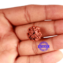Load image into Gallery viewer, 3 Mukhi Rudraksha from Nepal - Bead No. 324