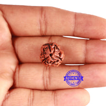 Load image into Gallery viewer, 3 Mukhi Rudraksha from Nepal - Bead No. 325