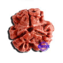Load image into Gallery viewer, 3 Mukhi Rudraksha from Nepal - Bead No. 326