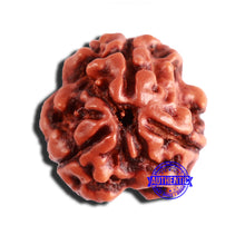 Load image into Gallery viewer, 3 Mukhi Rudraksha from Nepal - Bead No. 327