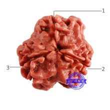 Load image into Gallery viewer, 3 Mukhi Rudraksha from Nepal - Bead No. 328