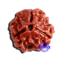 Load image into Gallery viewer, 3 Mukhi Rudraksha from Nepal - Bead No. 329