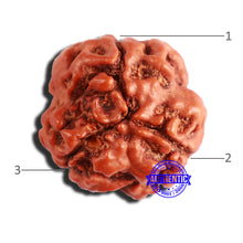 Load image into Gallery viewer, 3 Mukhi Rudraksha from Nepal - Bead No. 330