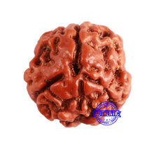 Load image into Gallery viewer, 3 Mukhi Rudraksha from Nepal - Bead No. 330