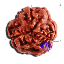 Load image into Gallery viewer, 3 Mukhi Rudraksha from Nepal - Bead No. 331