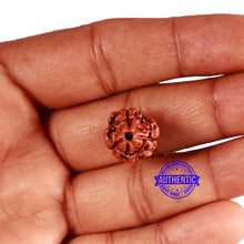 Load image into Gallery viewer, 3 Mukhi Rudraksha from Nepal - Bead No. 331