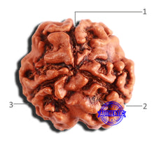Load image into Gallery viewer, 3 Mukhi Rudraksha from Nepal - Bead No. 333