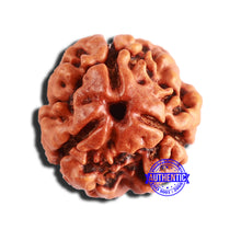 Load image into Gallery viewer, 3 Mukhi Rudraksha from Nepal - Bead No. 333