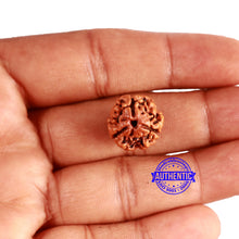 Load image into Gallery viewer, 3 Mukhi Rudraksha from Nepal - Bead No. 333