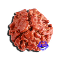 Load image into Gallery viewer, 3 Mukhi Rudraksha from Nepal - Bead No. 334