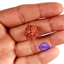 Load image into Gallery viewer, 3 Mukhi Rudraksha from Nepal - Bead No. 334