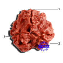 Load image into Gallery viewer, 3 Mukhi Rudraksha from Nepal - Bead No. 335