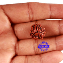 Load image into Gallery viewer, 3 Mukhi Rudraksha from Nepal - Bead No. 336