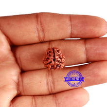 Load image into Gallery viewer, 3 Mukhi Rudraksha from Nepal - Bead No. 337
