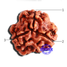 Load image into Gallery viewer, 3 Mukhi Rudraksha from Nepal - Bead No. 339