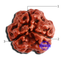 Load image into Gallery viewer, 3 Mukhi Rudraksha from Nepal - Bead No. 340