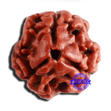 Load image into Gallery viewer, 3 Mukhi Rudraksha from Nepal - Bead No. 340
