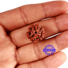 Load image into Gallery viewer, 3 Mukhi Rudraksha from Nepal - Bead No. 340