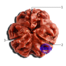 Load image into Gallery viewer, 3 Mukhi Rudraksha from Nepal - Bead No. 342