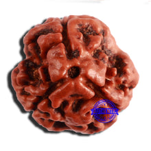Load image into Gallery viewer, 3 Mukhi Rudraksha from Nepal - Bead No. 343