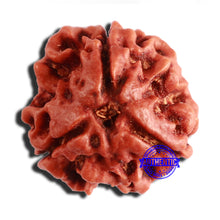Load image into Gallery viewer, 3 Mukhi Rudraksha from Nepal - Bead No. 344