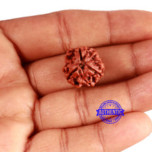 Load image into Gallery viewer, 3 Mukhi Rudraksha from Nepal - Bead No. 344