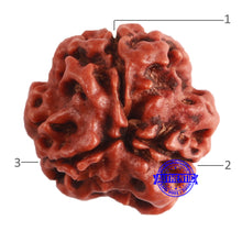 Load image into Gallery viewer, 3 Mukhi Rudraksha from Nepal - Bead No. 346