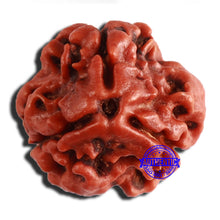 Load image into Gallery viewer, 3 Mukhi Rudraksha from Nepal - Bead No. 346