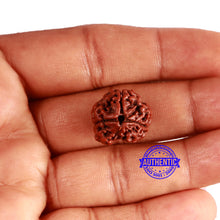 Load image into Gallery viewer, 3 Mukhi Rudraksha from Nepal - Bead No. 347