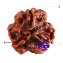 Load image into Gallery viewer, 3 Mukhi Rudraksha from Nepal - Bead No. 348