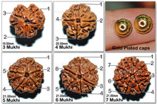 Load image into Gallery viewer, Rudraksha Set - (3 to 7 Mukhi)