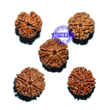 Load image into Gallery viewer, Rudraksha Set - (3 to 7 Mukhi)
